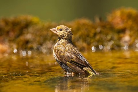 European greenfinch (Chloris chloris) at a water pool, Pinos, Solsona, Catalonia, Spain