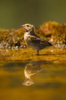 European greenfinch (Chloris chloris) at a water pool, Pinos, Solsona, Catalonia, Spain