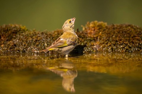 European greenfinch (Chloris chloris) at a water pool, Pinos, Solsona, Catalonia, Spain