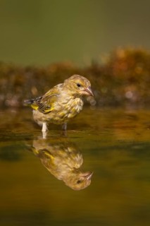 European greenfinch (Chloris chloris) at a water pool, Pinos, Solsona, Catalonia, Spain
