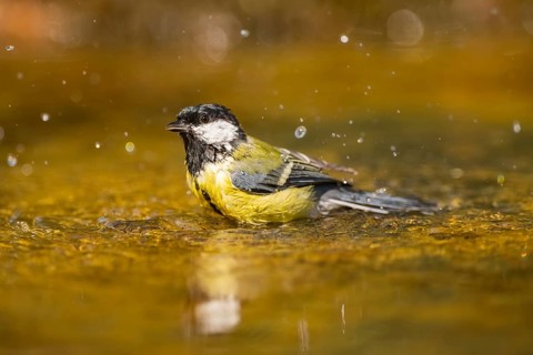 Great Tit (Parus major) bathing in a water pool, Pinos, Solsona, Catalonia, Spain