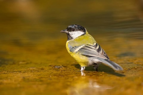 Great Tit (Parus major) at a water pool, Pinos, Solsona, Catalonia, Spain