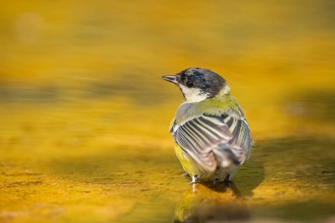 Great Tit (Parus major) at a water pool, Pinos, Solsona, Catalonia, Spain