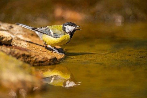 Great Tit (Parus major) at a water pool, Pinos, Solsona, Catalonia, Spain