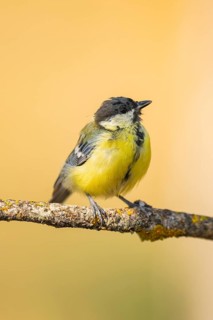 Great Tit (Parus major) sitting on a branch of a tree, Pinos, Solsona, Catalonia, Spain
