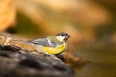 Great Tit (Parus major) at a water pool, Pinos, Solsona, Catalonia, Spain
