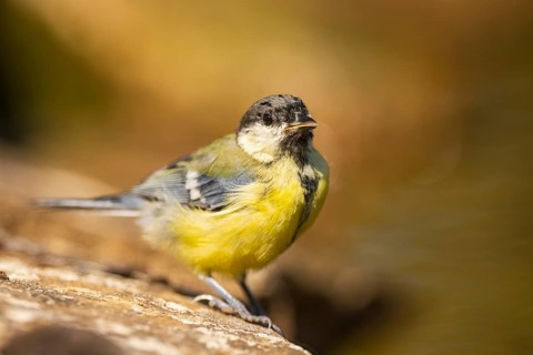 Great Tit (Parus major) at a water pool, Pinos, Solsona, Catalonia, Spain