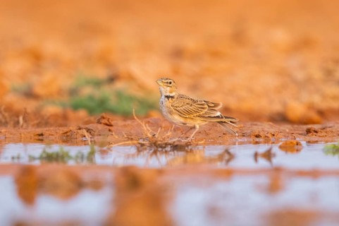 Calandra lark (Melanocorypha calandra) on a farmers field, Belchite, Aragon, Saragossa, Spain