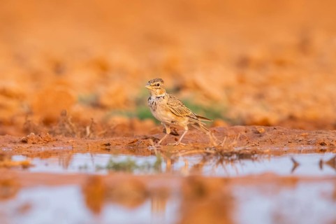 Calandra lark (Melanocorypha calandra) on a farmers field, Belchite, Aragon, Saragossa, Spain