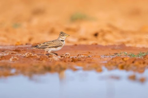 Calandra lark (Melanocorypha calandra) on a farmers field, Belchite, Aragon, Saragossa, Spain