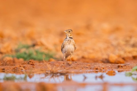 Calandra lark (Melanocorypha calandra) on a farmers field, Belchite, Aragon, Saragossa, Spain