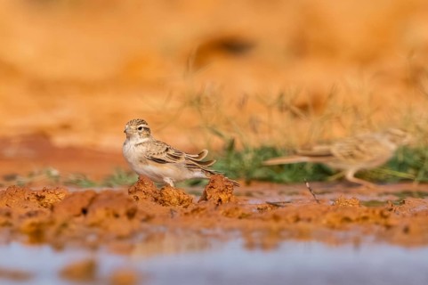 Greater short-toed lark (Calandrella brachydactyla) on a farmers field, Belchite, Aragon,