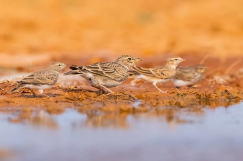 Greater short-toed lark (Calandrella brachydactyla) on a farmers field, Belchite, Aragon,