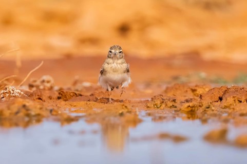 Greater short-toed lark (Calandrella brachydactyla) on a farmers field, Belchite, Aragon,
