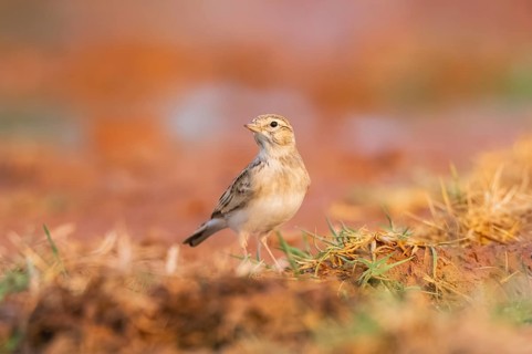 Greater short-toed lark (Calandrella brachydactyla) on a farmers field, Belchite, Aragon,