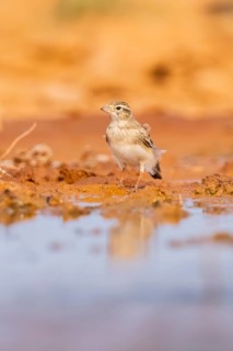 Greater short-toed lark (Calandrella brachydactyla) on a farmers field, Belchite, Aragon,
