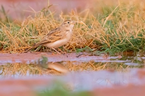 Greater short-toed lark (Calandrella brachydactyla) on a farmers field, Belchite, Aragon,