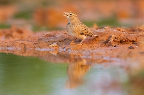 Greater short-toed lark (Calandrella brachydactyla) on a farmers field, Belchite, Aragon,