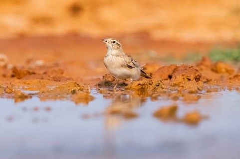 Greater short-toed lark (Calandrella brachydactyla) on a farmers field, Belchite, Aragon,