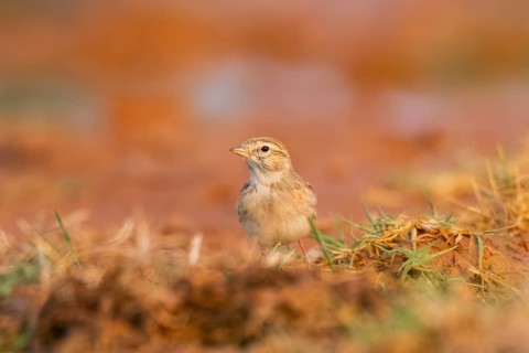 Greater short-toed lark (Calandrella brachydactyla) on a farmers field, Belchite, Aragon,