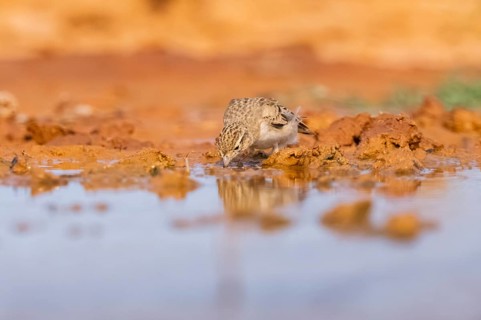 Greater short-toed lark (Calandrella brachydactyla) on a farmers field, Belchite, Aragon,