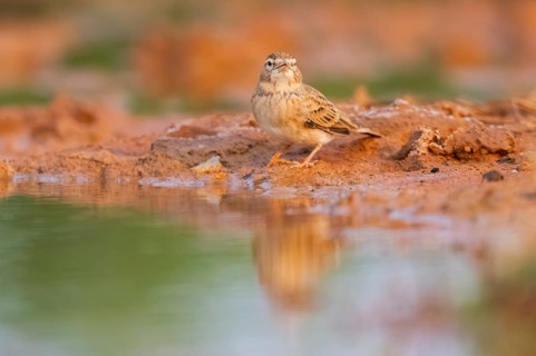 Greater short-toed lark (Calandrella brachydactyla) on a farmers field, Belchite, Aragon,