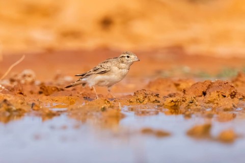 Greater short-toed lark (Calandrella brachydactyla) on a farmers field, Belchite, Aragon,