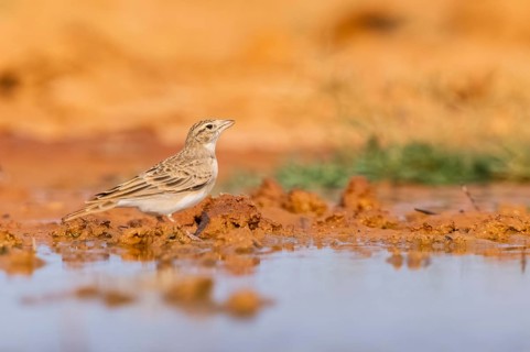 Greater short-toed lark (Calandrella brachydactyla) on a farmers field, Belchite, Aragon,