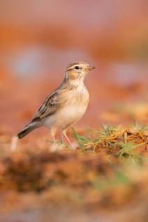 Greater short-toed lark (Calandrella brachydactyla) on a farmers field, Belchite, Aragon,