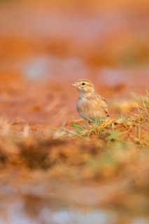 Greater short-toed lark (Calandrella brachydactyla) on a farmers field, Belchite, Aragon,