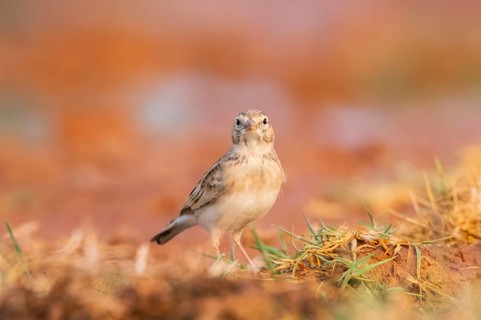 Greater short-toed lark (Calandrella brachydactyla) on a farmers field, Belchite, Aragon,