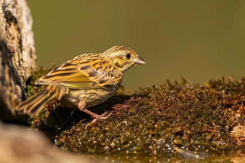 Yellowhammer (Emberiza citrinella) at a water pool, Pinos, Solsona, Catalonia, Spain