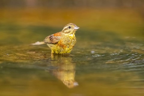 Yellowhammer (Emberiza citrinella) at a water pool, Pinos, Solsona, Catalonia, Spain