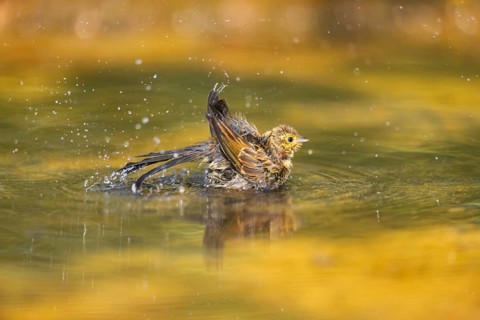 Yellowhammer (Emberiza citrinella) bathing in a water pool, Pinos, Solsona, Catalonia, Spain