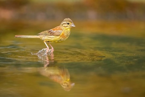 Yellowhammer (Emberiza citrinella) at a water pool, Pinos, Solsona, Catalonia, Spain