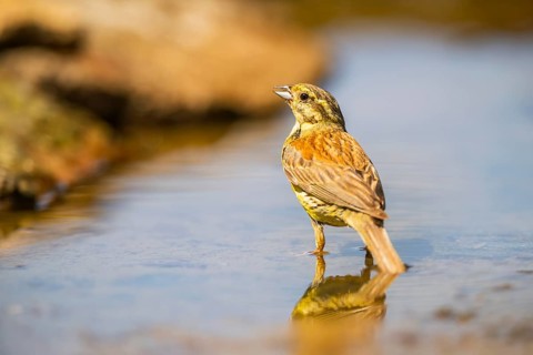 Yellowhammer (Emberiza citrinella) at a water pool, Pinos, Solsona, Catalonia, Spain