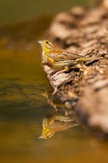 Yellowhammer (Emberiza citrinella) at a water pool, Pinos, Solsona, Catalonia, Spain