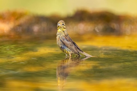 Yellowhammer (Emberiza citrinella) bathing in a water pool, Pinos, Solsona, Catalonia, Spain