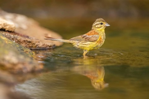Yellowhammer (Emberiza citrinella) at a water pool, Pinos, Solsona, Catalonia, Spain