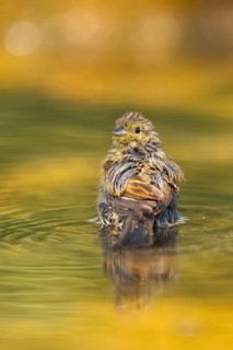 Yellowhammer (Emberiza citrinella) at a water pool, Pinos, Solsona, Catalonia, Spain