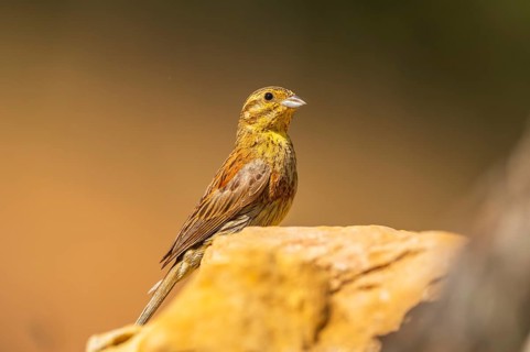 Yellowhammer (Emberiza citrinella) sitting on a rock, Pinos, Solsona, Catalonia, Spain