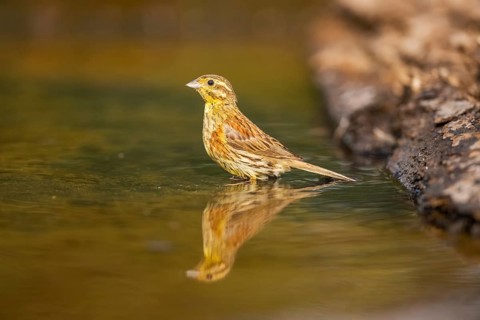 Yellowhammer (Emberiza citrinella) at a water pool, Pinos, Solsona, Catalonia, Spain