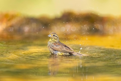 Yellowhammer (Emberiza citrinella) bathing in a water pool, Pinos, Solsona, Catalonia, Spain