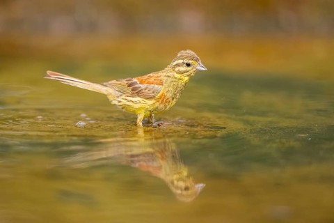 Yellowhammer (Emberiza citrinella) at a water pool, Pinos, Solsona, Catalonia, Spain
