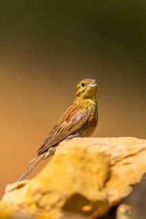 Yellowhammer (Emberiza citrinella) sitting on a rock, Pinos, Solsona, Catalonia, Spain