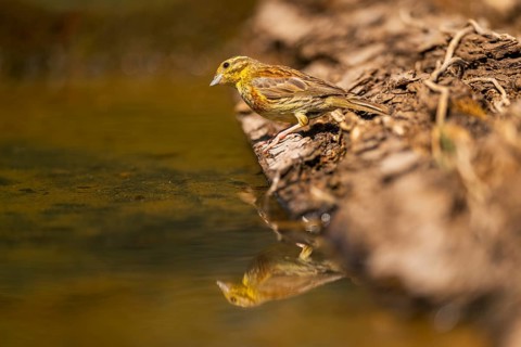 Yellowhammer (Emberiza citrinella) at a water pool, Pinos, Solsona, Catalonia, Spain