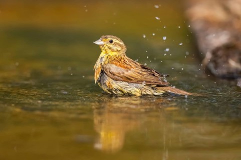 Yellowhammer (Emberiza citrinella) at a water pool, Pinos, Solsona, Catalonia, Spain