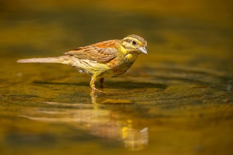 Yellowhammer (Emberiza citrinella) at a water pool, Pinos, Solsona, Catalonia, Spain