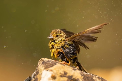 Yellowhammer (Emberiza citrinella) sitting on a rock at a water pool, Pinos, Solsona, Catalonia,