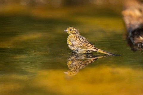 Yellowhammer (Emberiza citrinella) at a water pool, Pinos, Solsona, Catalonia, Spain